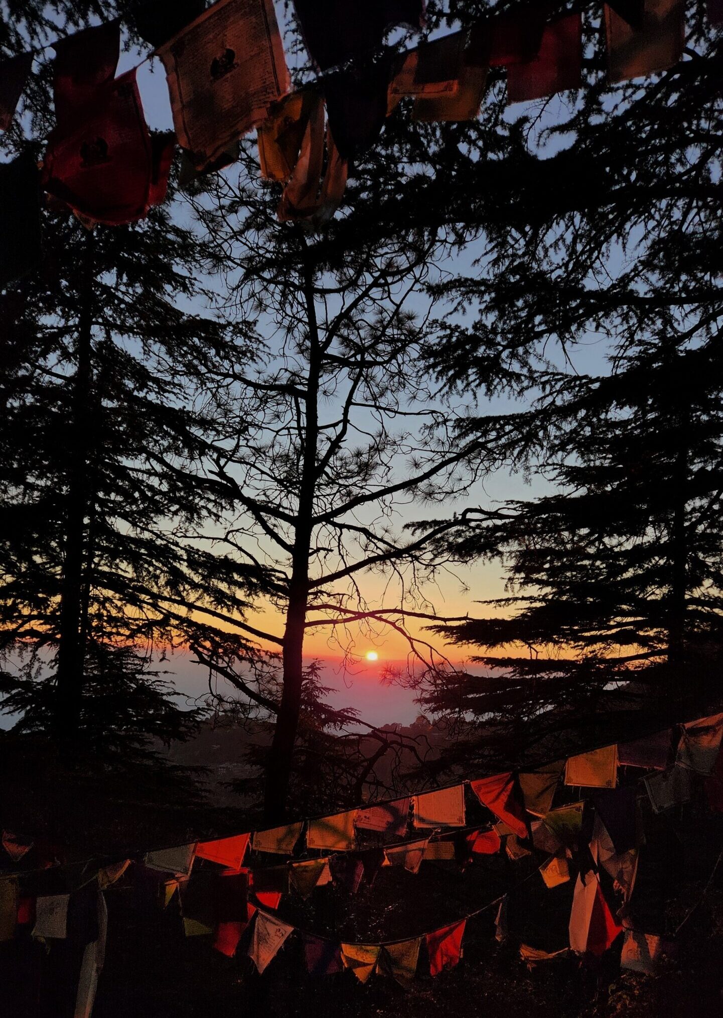 Quiet pine forest landscape in Bir, Himachal Pradesh, with prayer flags at sunset near Tsechokling (Chokling) Monastery