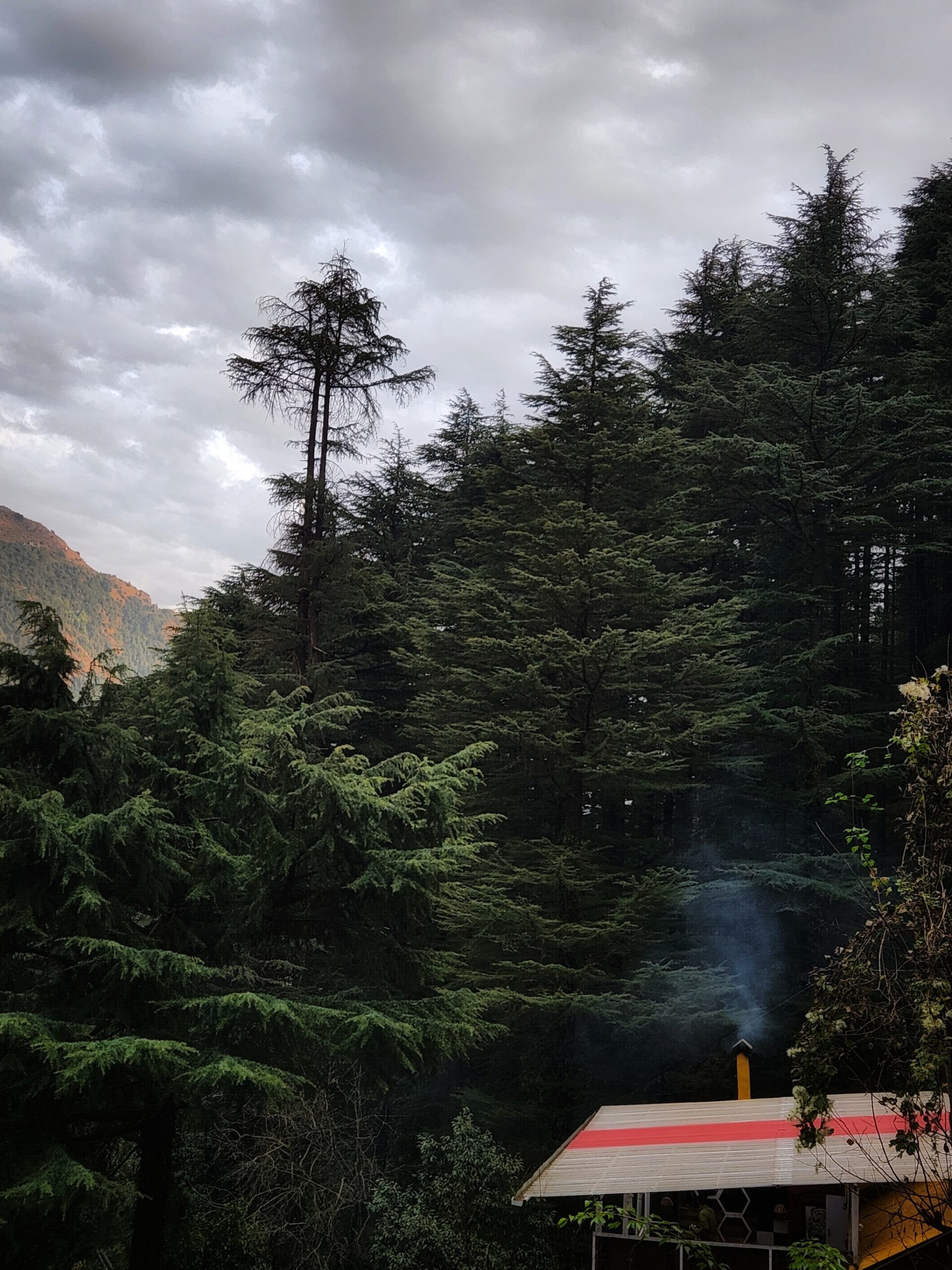 Cedar forest in Dharamkot under monsoon clouds