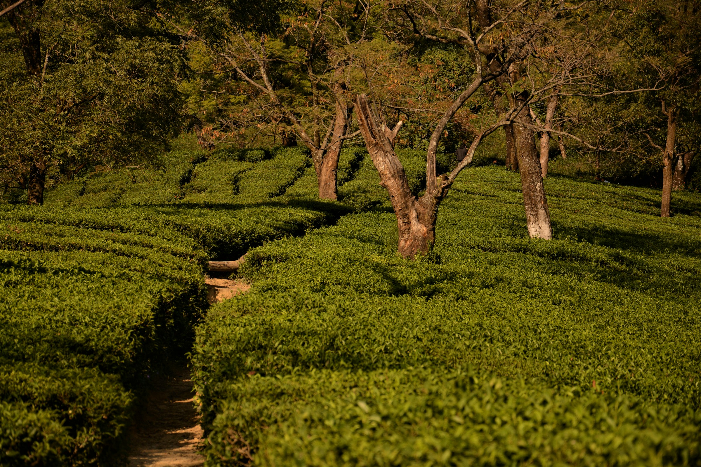 Tea bushes and walking paths in the Kangra Valley tea gardens near Dharamshala