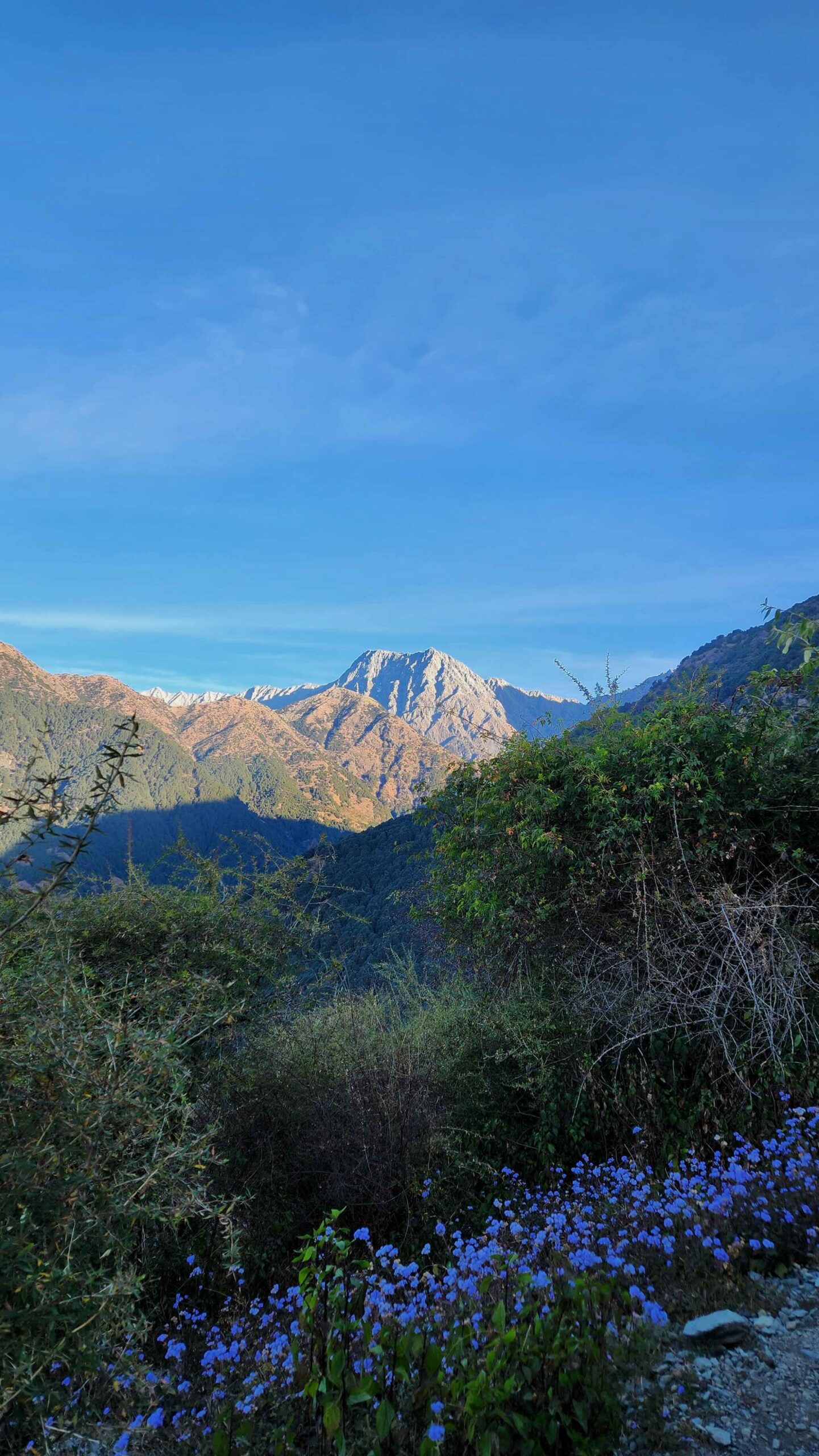 Forested trail on the Himani Chamunda trek above Dharamshala