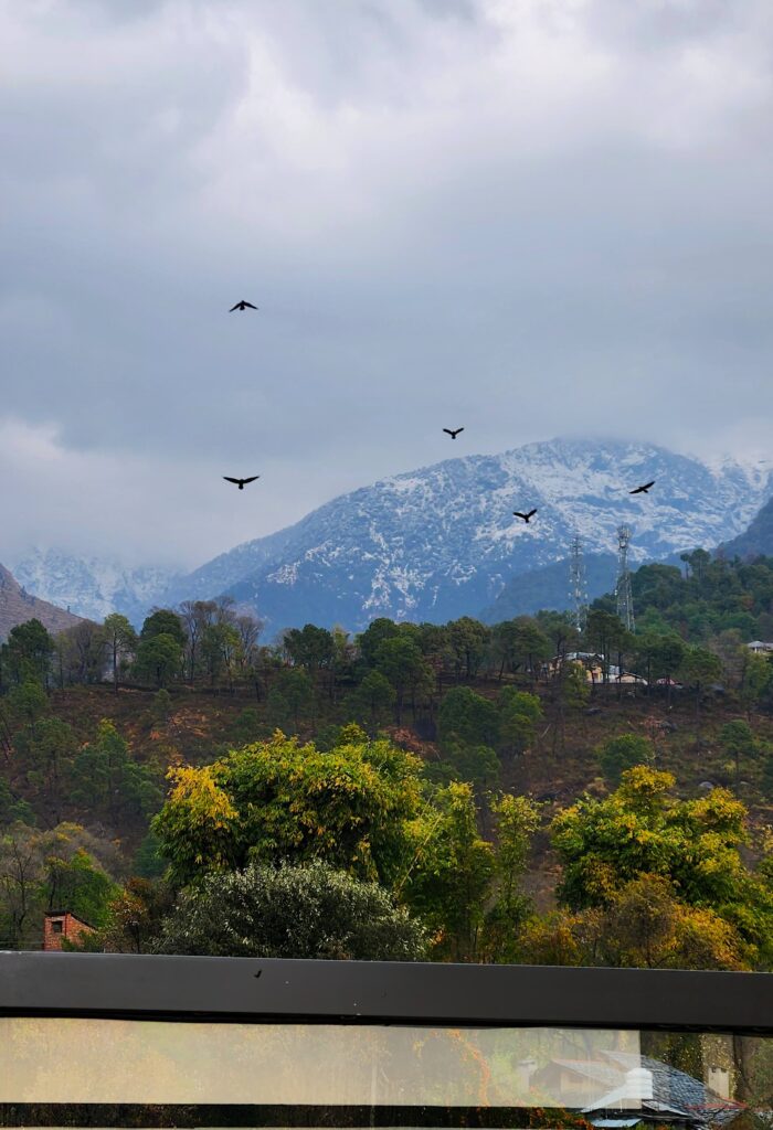 Birds flying over the snow-covered Dhauladhar mountains viewed from Manoratham balcony in Dharamshala
