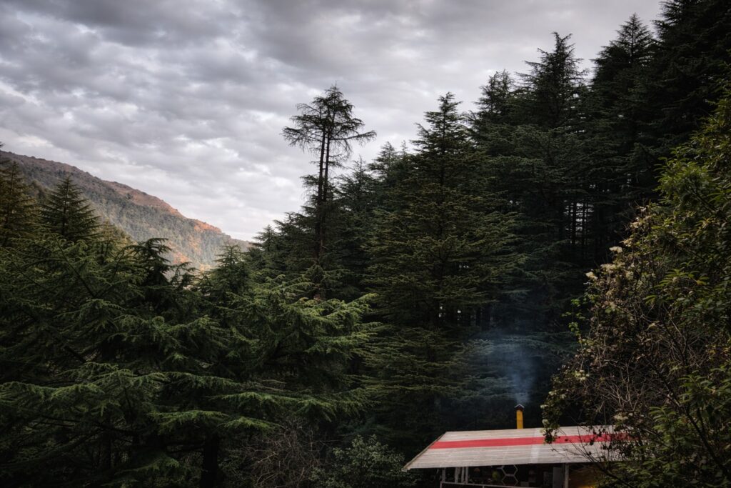 Dense pine forest in Dharamshala creating a peaceful setting ideal for meditation retreats and slow travel experiences