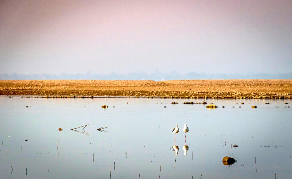 migratory birds standing in shallow water at Pong Dam wetlands in Himachal Pradesh