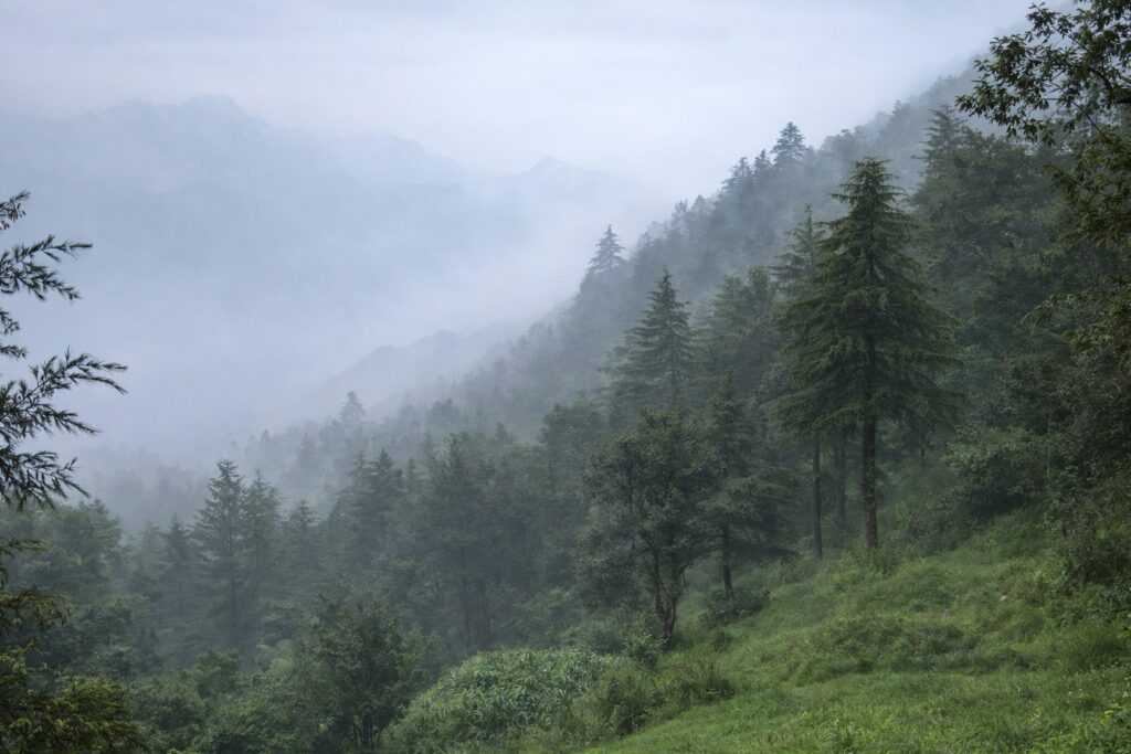 solo female traveller Dharamshala misty forest with mountain view