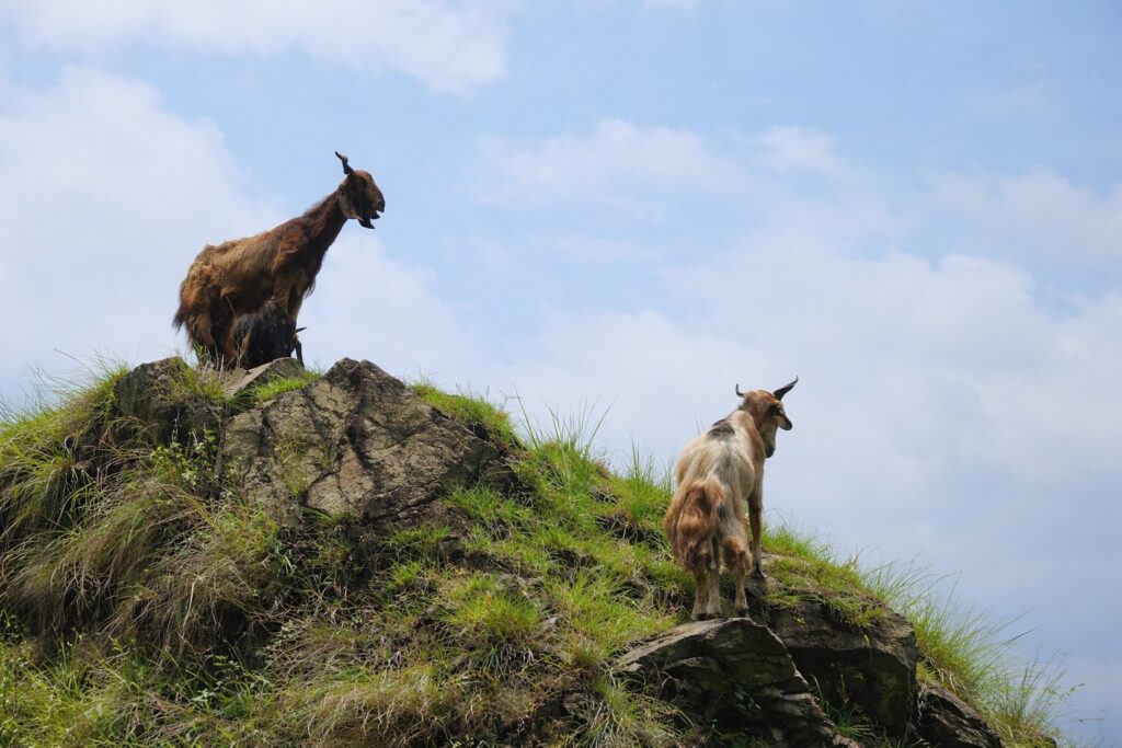 Solo female traveller spotting mountain goats on a rocky Himalayan ridge in Dharamshala