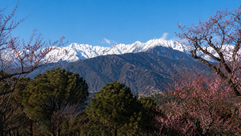 Best time to visit Dharamshala in spring with blooming rhododendrons and snow-capped Dhauladhar mountains