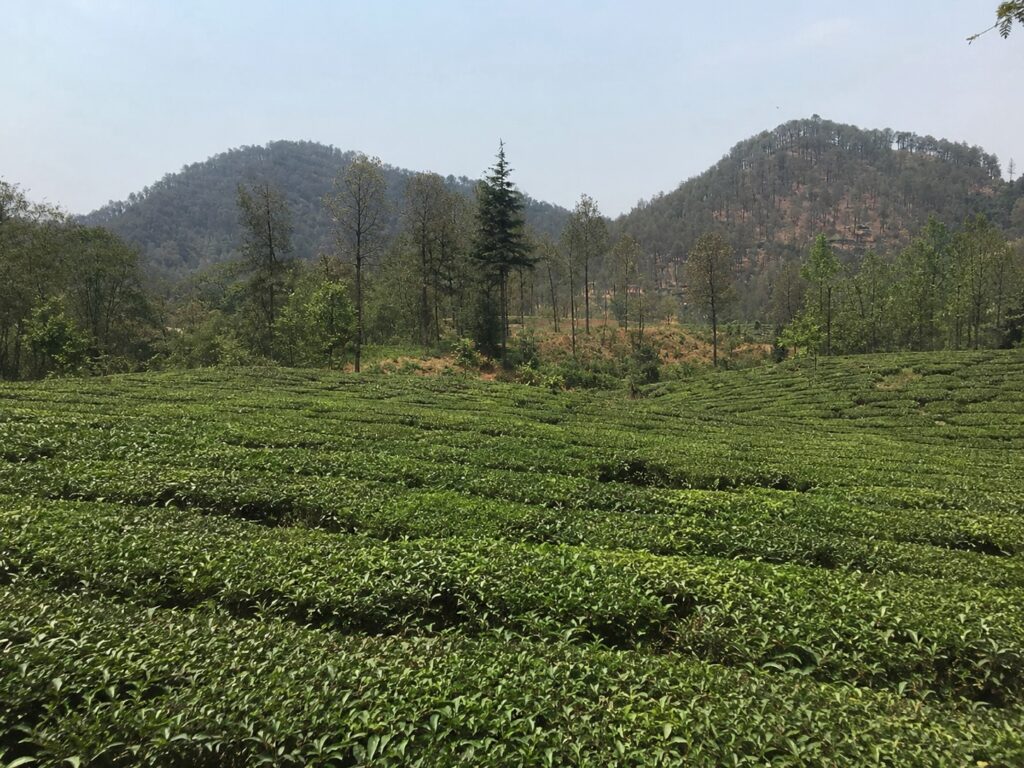 Lush green tea bushes at Chowgan Tea Gardens near Bir, surrounded by forested hills, one of the most peaceful things to do in Bir.