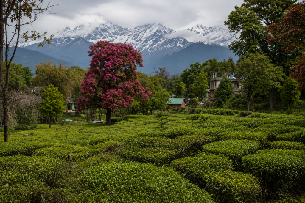 Lush tea gardens in Kangra Valley with blooming trees and the snow-capped Dhauladhar Range in the background.
